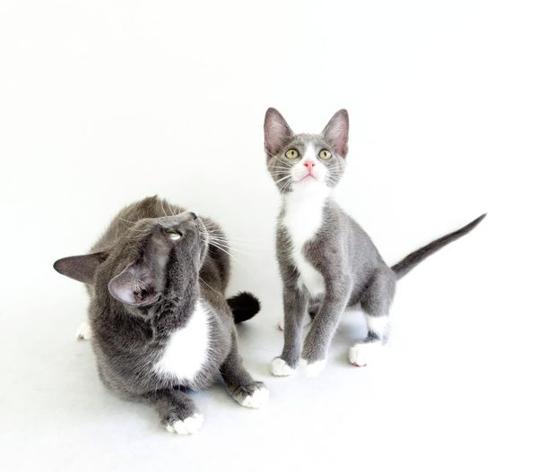 Enlarge Jolene, a Adoptable Domestic Short Hair in Flint, TX image 3/4