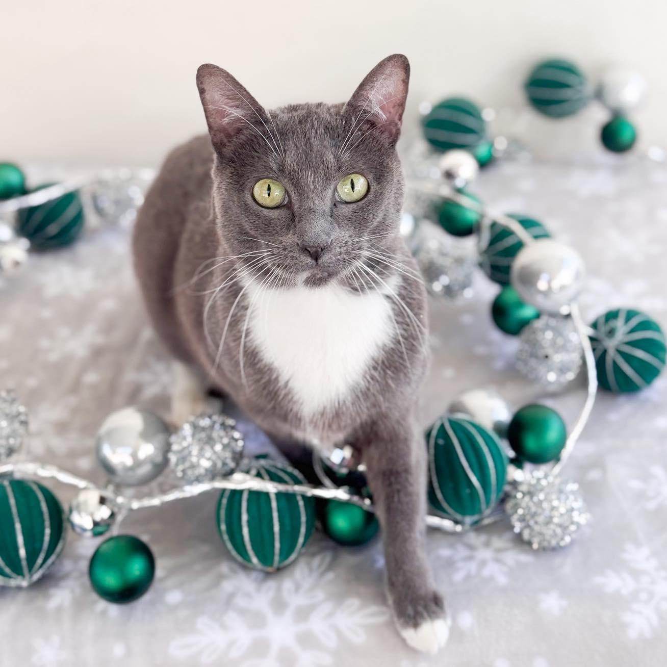 Jolene, Adoptable, Adult Female Domestic Short Hair.