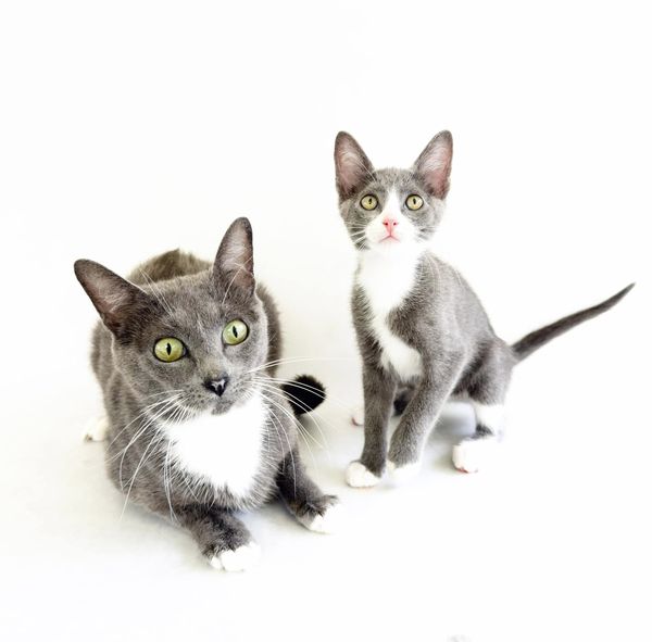 Enlarge Jolene, a Adoptable Domestic Short Hair in Flint, TX image 2/4