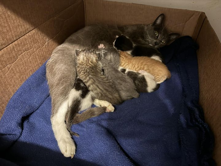 Enlarge Jolene, a Adoptable Domestic Short Hair in Flint, TX image 4/4