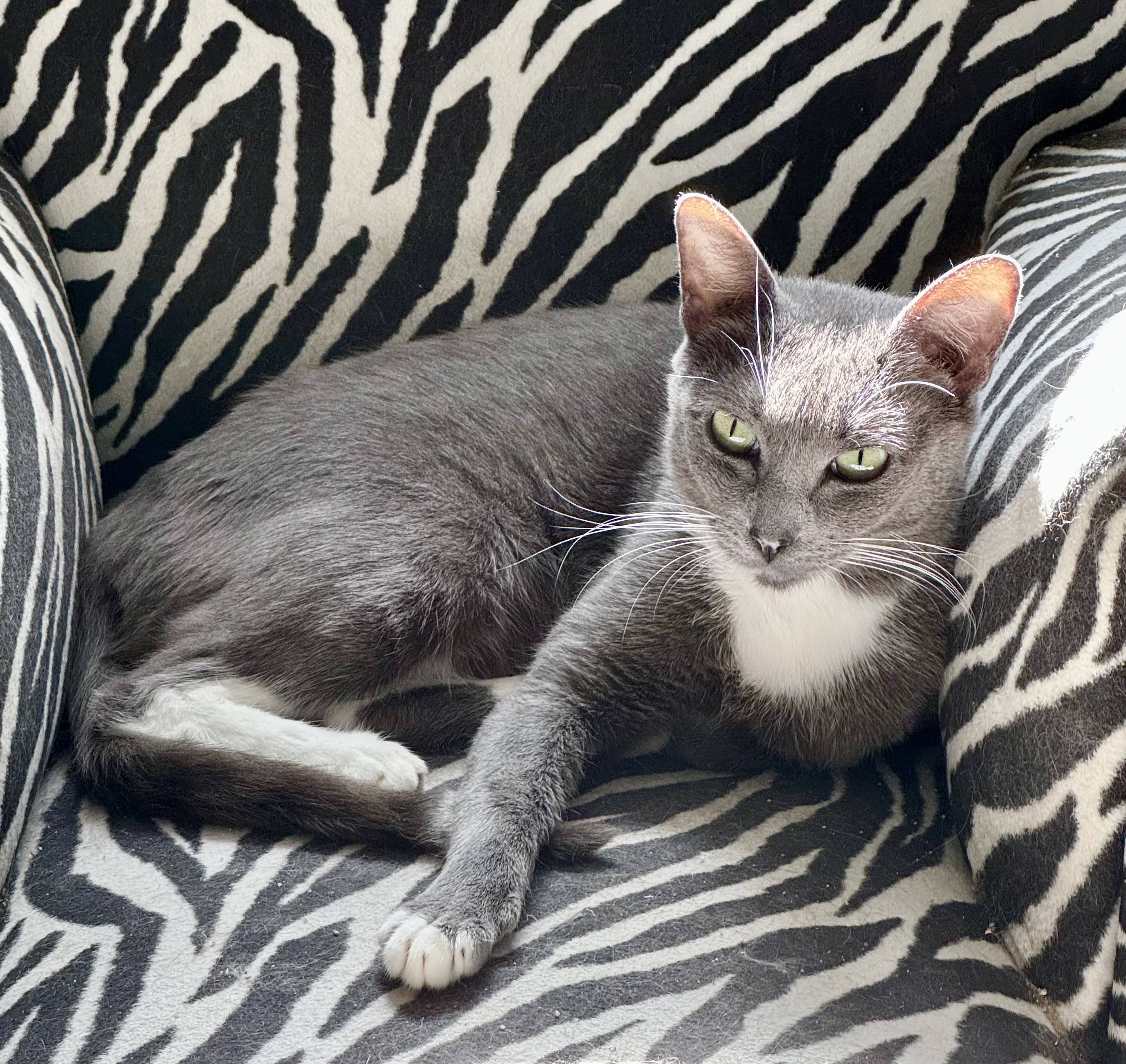 Enlarge Jolene, a Adoptable Domestic Short Hair in Flint, TX image 1/4