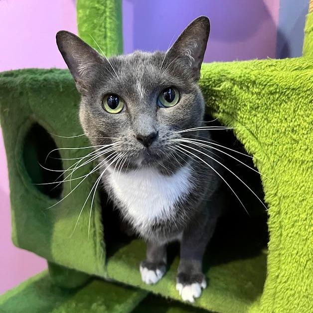 Jolene, a Adoptable Domestic Short Hair in Flint, TX image 1/4