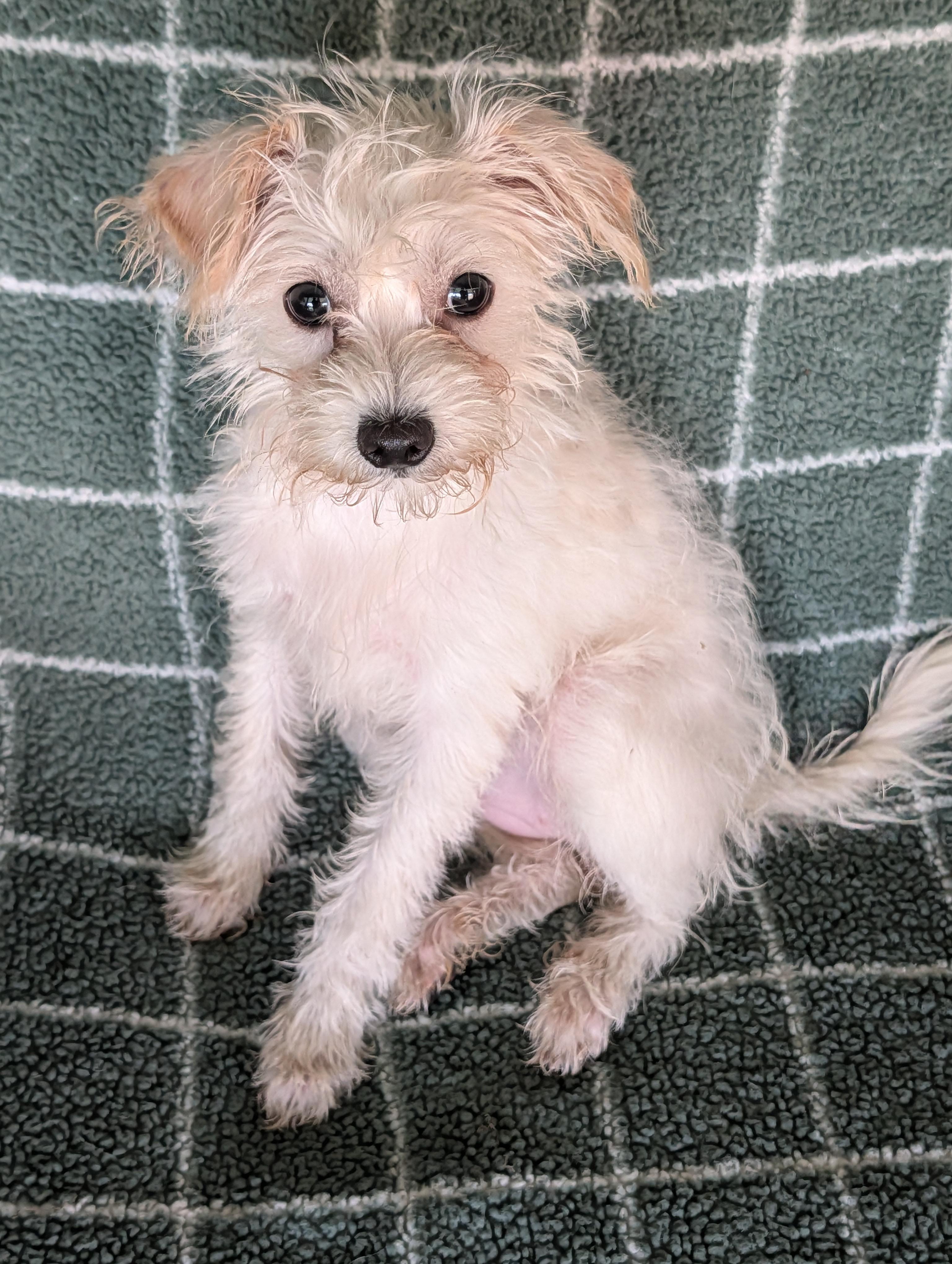 Chipette, Adoptable, Puppy Female Miniature Poodle.