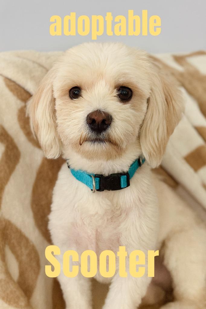 Enlarge Scooter $400, a Adoptable mixed breed in Milwaukee, WI image 1/6