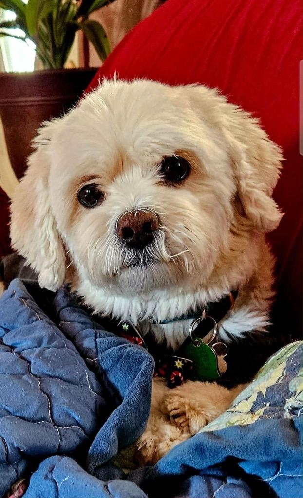 Enlarge Scooter $400, a Adoptable mixed breed in Milwaukee, WI image 2/6