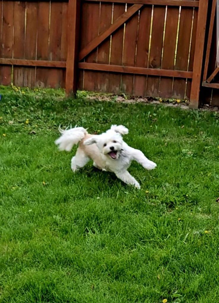 Scooter $400, Adoptable, Adult Male Cocker Spaniel & Havanese.