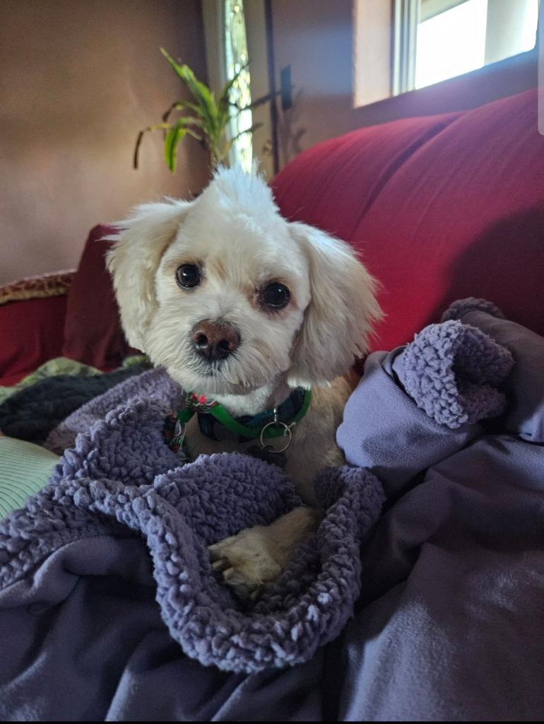 Scooter $400, a Adoptable mixed breed in Milwaukee, WI image 2/5