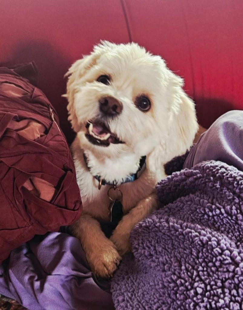 Enlarge Scooter James $400, a Adoptable mixed breed in Milwaukee, WI image 3/6