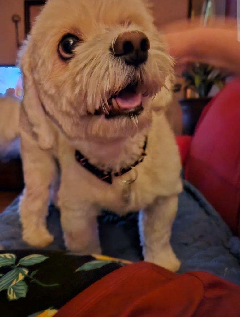 Enlarge Scooter $400, a Adoptable mixed breed in Milwaukee, WI image 4/6