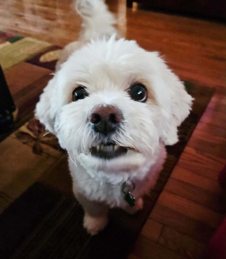 Enlarge Scooter $400, a Adoptable mixed breed in Milwaukee, WI image 5/6