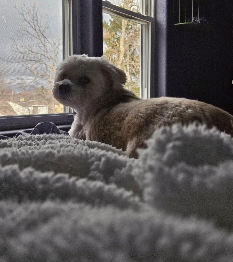 Enlarge Scooter $400, a Adoptable mixed breed in Milwaukee, WI image 6/6