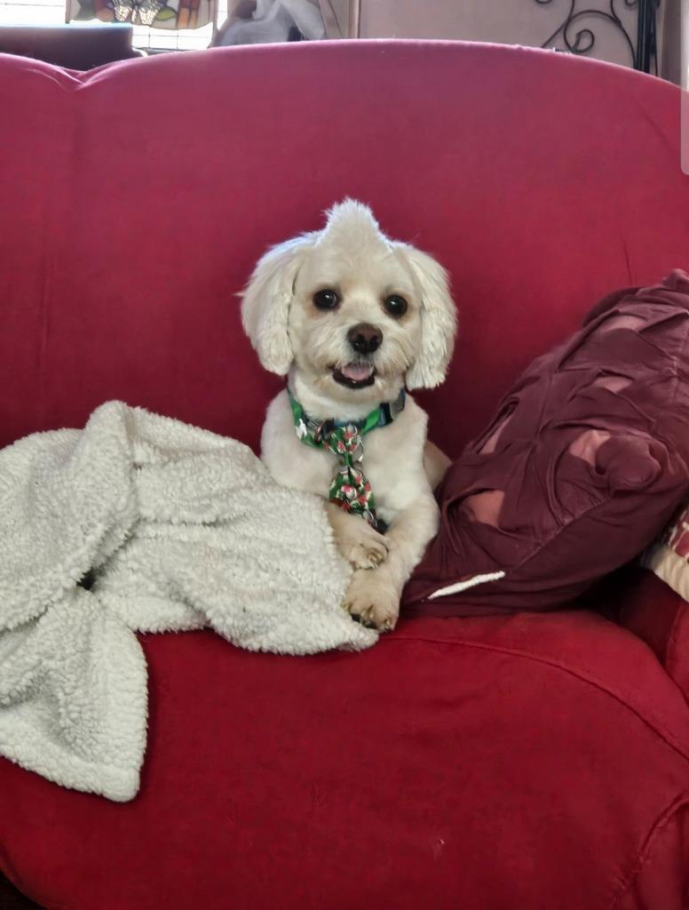 Scooter $400, a Adoptable mixed breed in Milwaukee, WI image 3/5