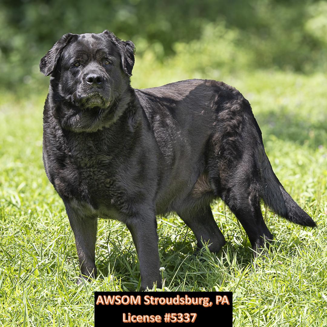 Lady, a Adoptable mixed breed in Stroudsburg, PA image 1/3