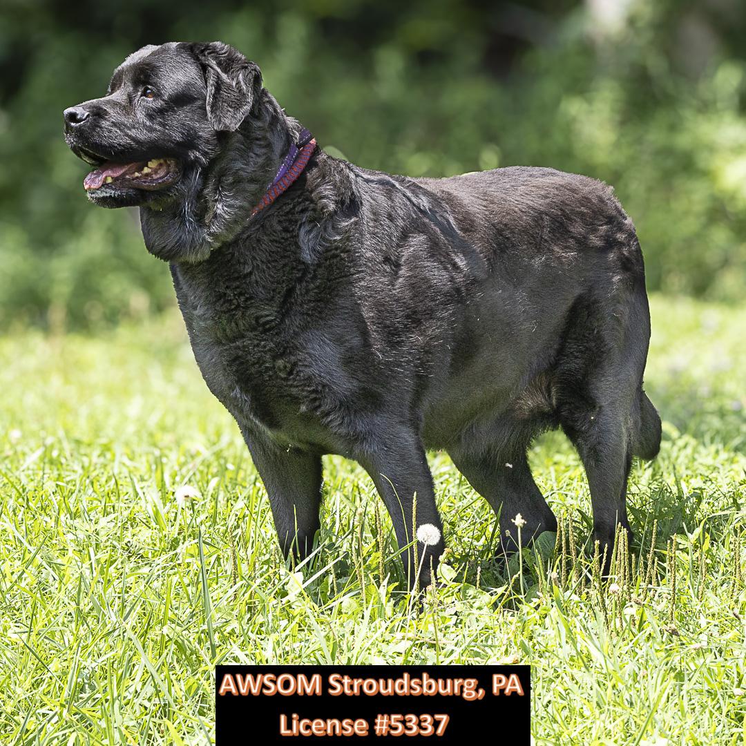 Lady, a Adoptable mixed breed in Stroudsburg, PA image 2/3