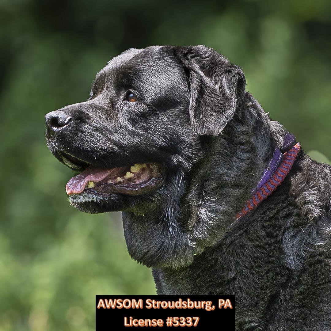 Lady, a Adoptable mixed breed in Stroudsburg, PA image 3/3