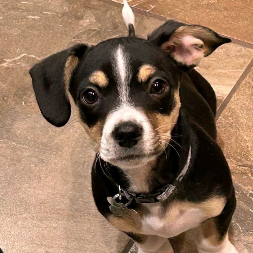 Forrest, an adopted Beagle & Terrier Mix in Oklahoma City, OK_image-1