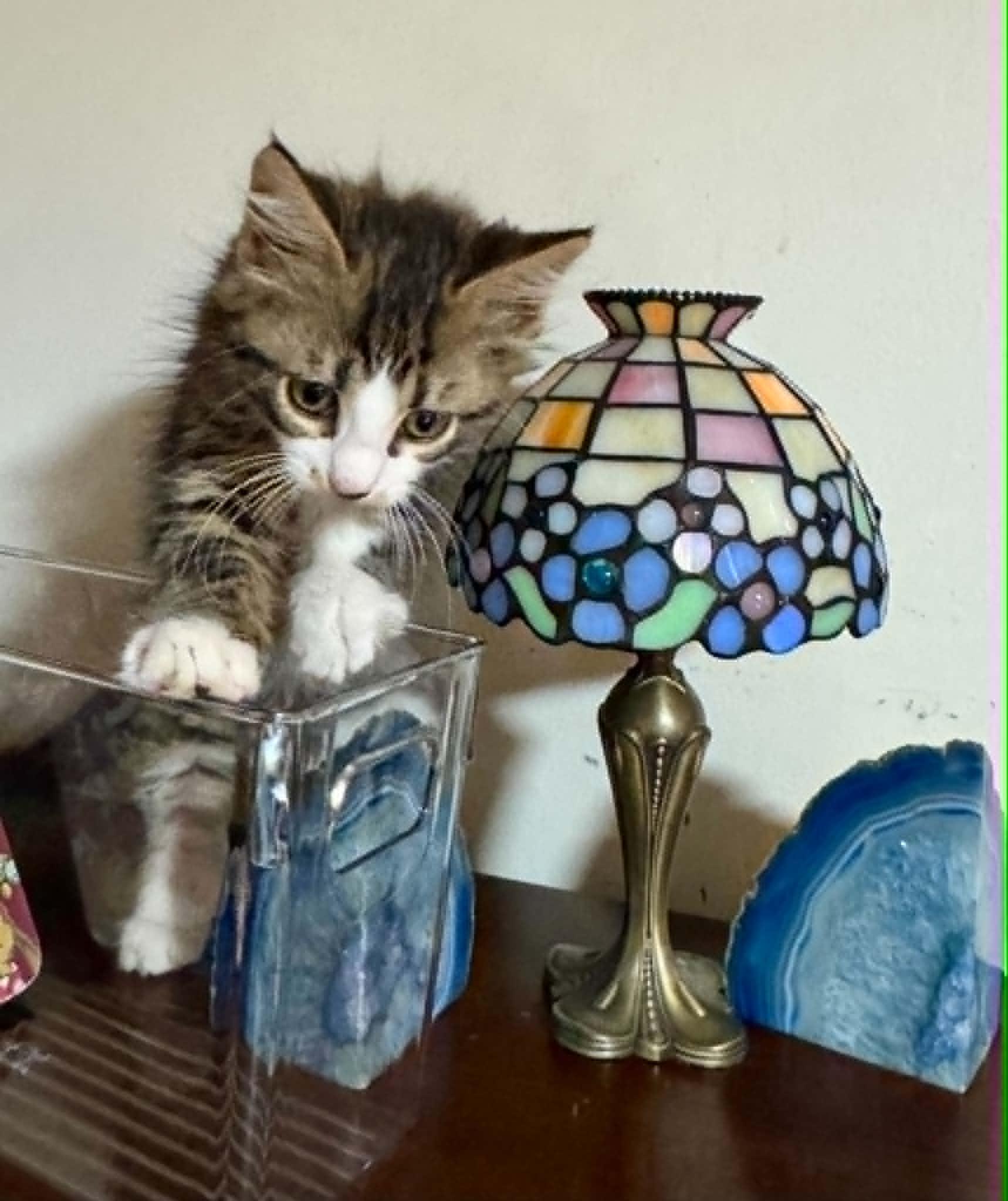Manuel, adopted, Kitten Male Maine Coon & Domestic Long Hair.