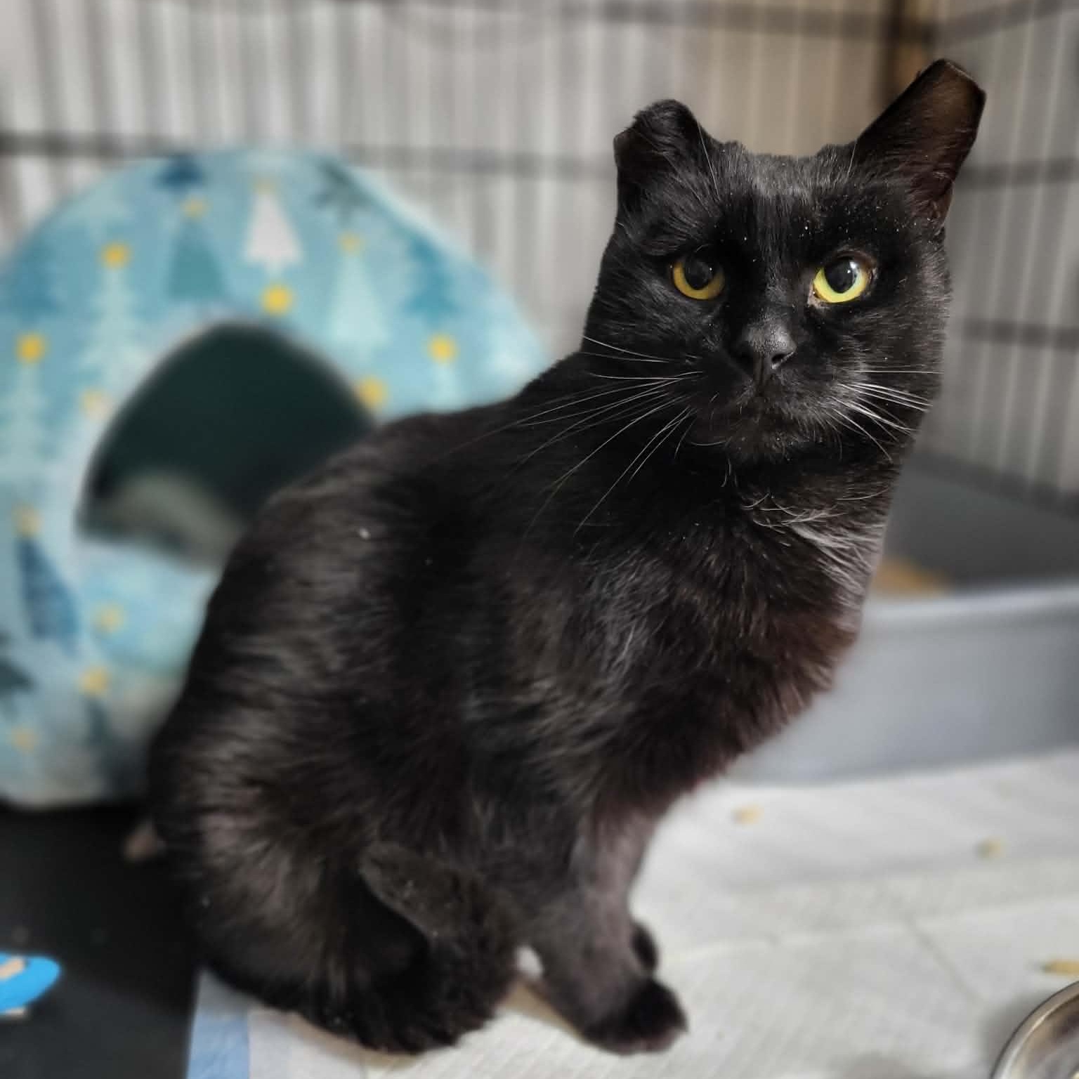Vader, Adoptable, Adult Male Domestic Short Hair.