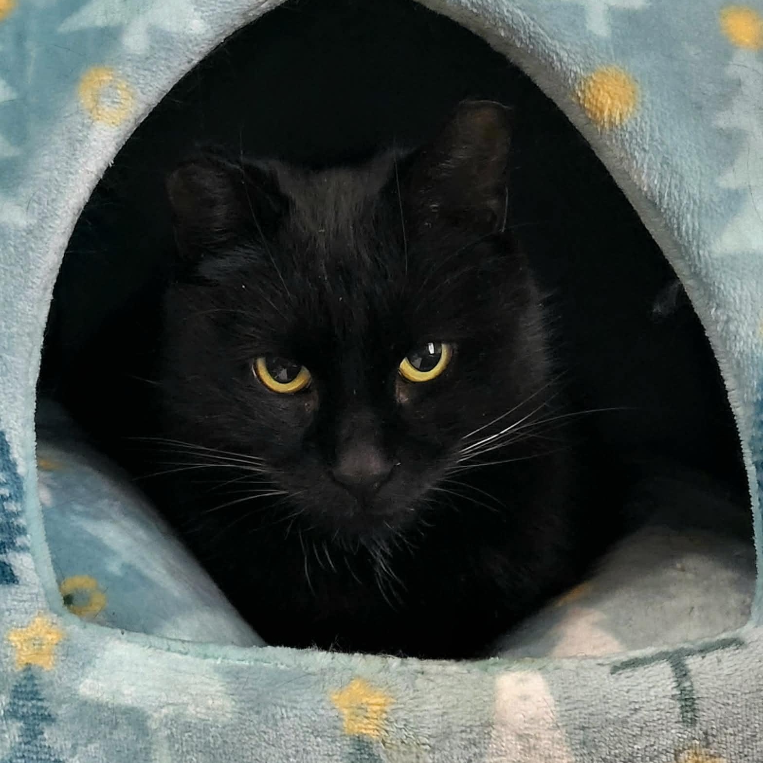 Vader, a Adoptable Domestic Short Hair in Mississauga, ON image 2/3
