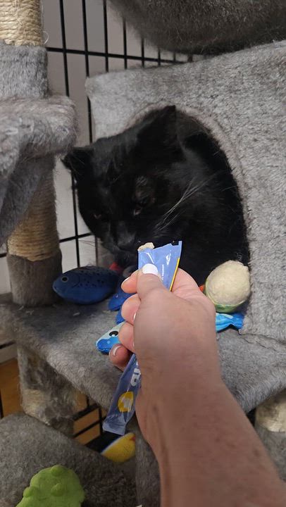 Enlarge Vader, a Adoptable Domestic Short Hair in Mississauga, ON video 3/3