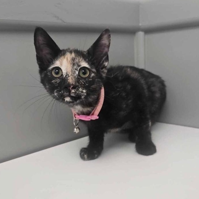 Jinxy, Baby Female Domestic Short Hair