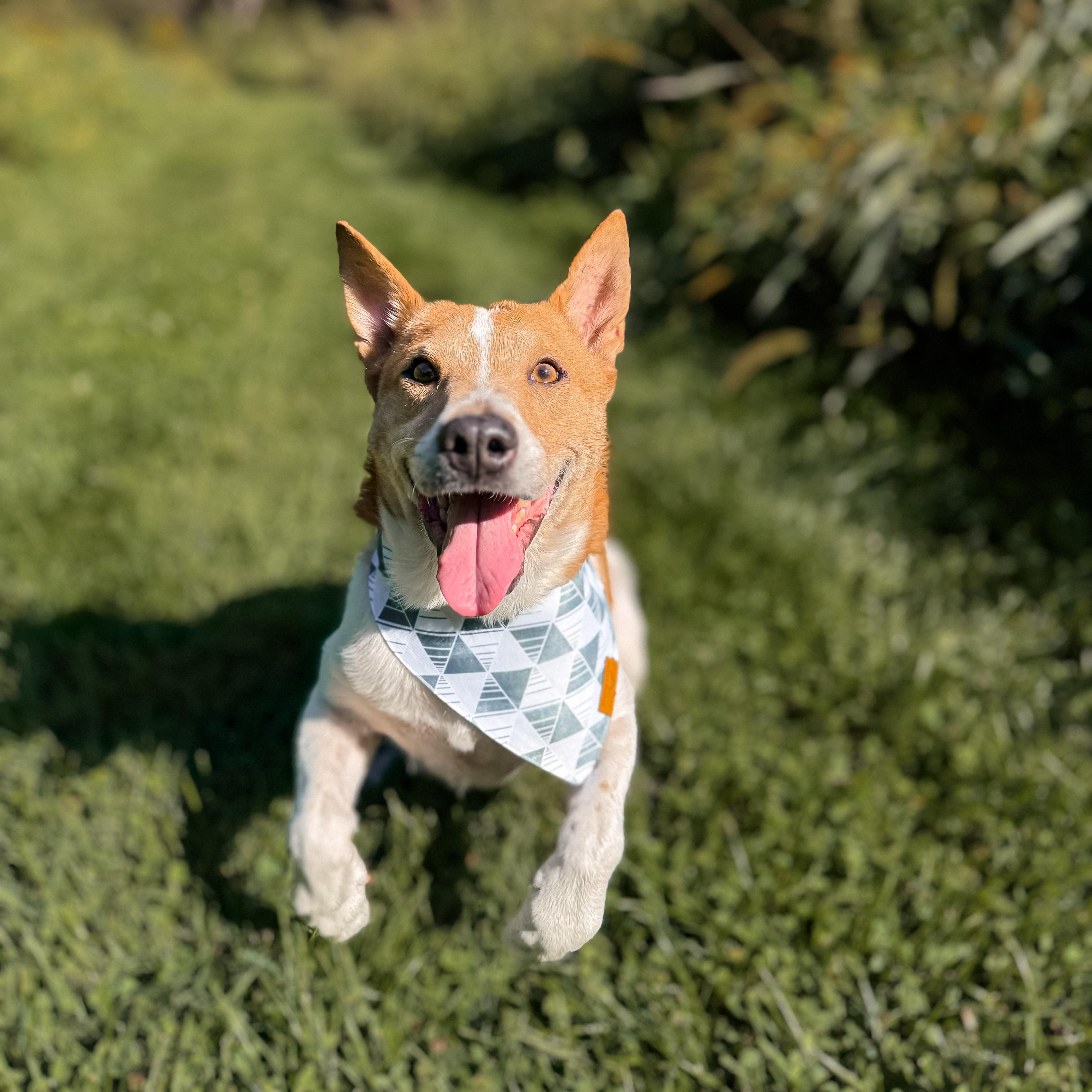 Archi, a Adoptable mixed breed in Cedar Rapids, IA image 6/6