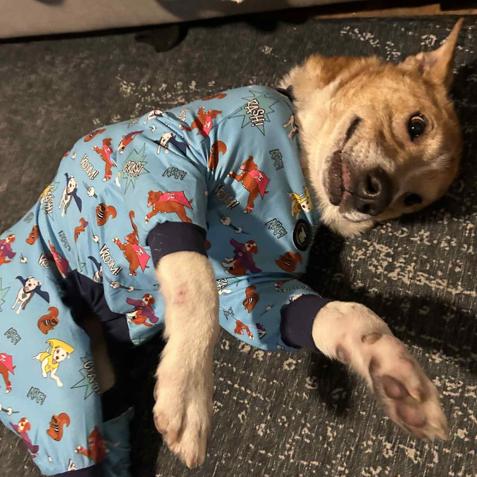 Archi, a Adoptable mixed breed in Cedar Rapids, IA image 3/6