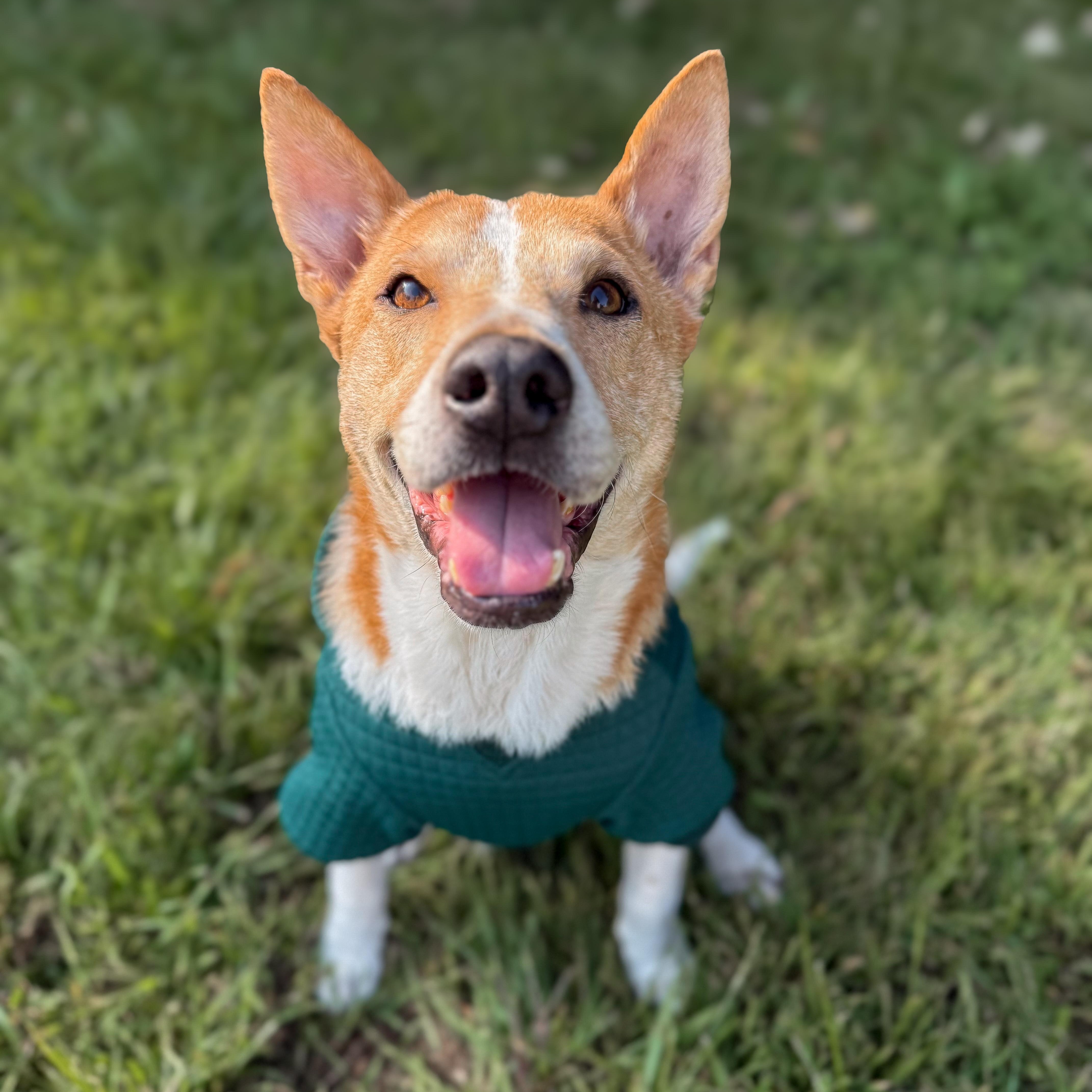 Archi, a Adoptable mixed breed in Cedar Rapids, IA image 5/6