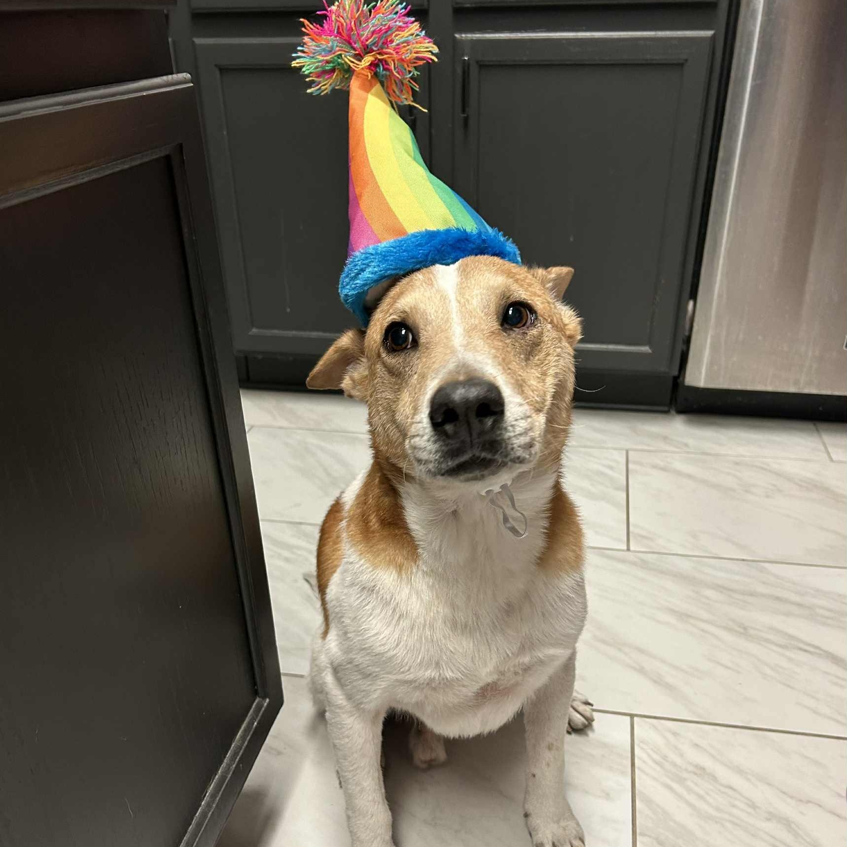 Archi, a Adoptable mixed breed in Cedar Rapids, IA image 2/6