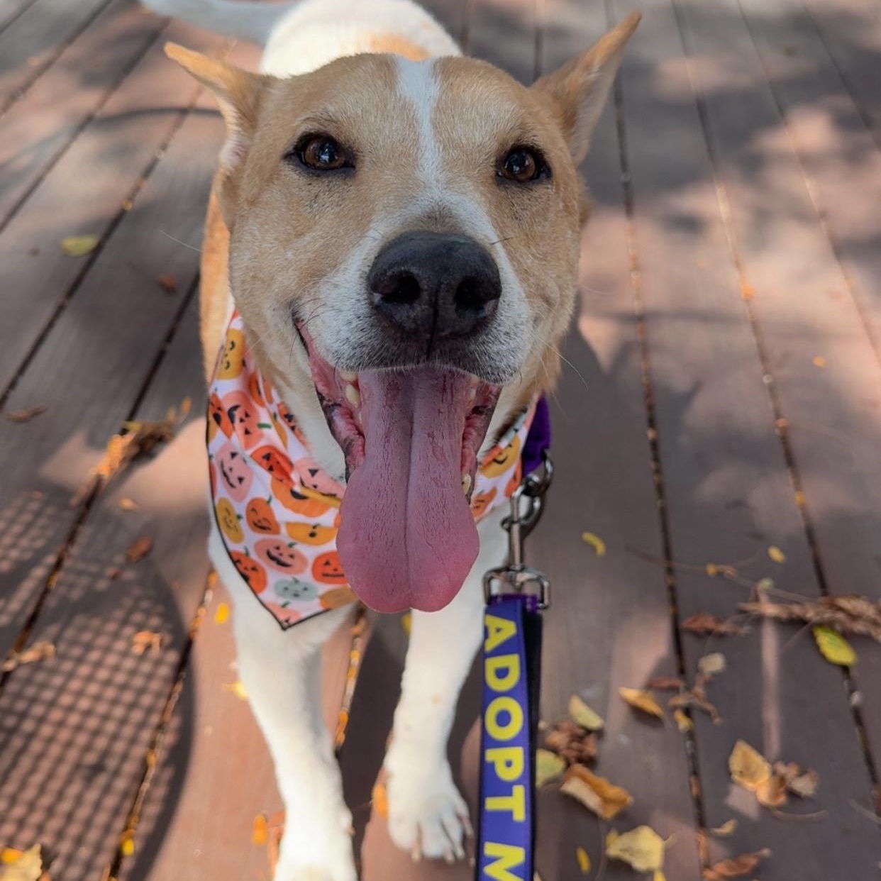 Archi, a Adoptable mixed breed in Cedar Rapids, IA image 1/6