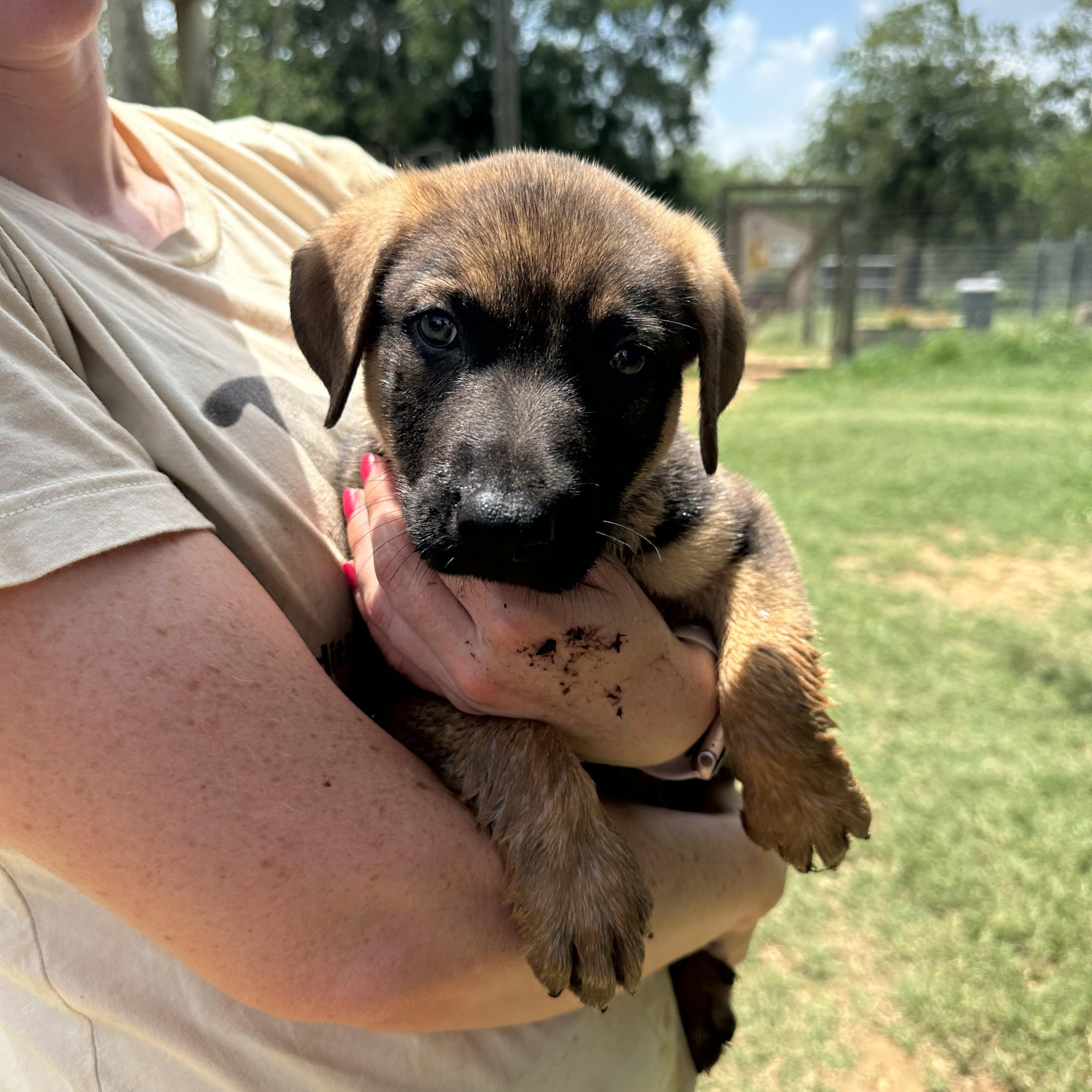 Frodo Mixed Breed Dog
