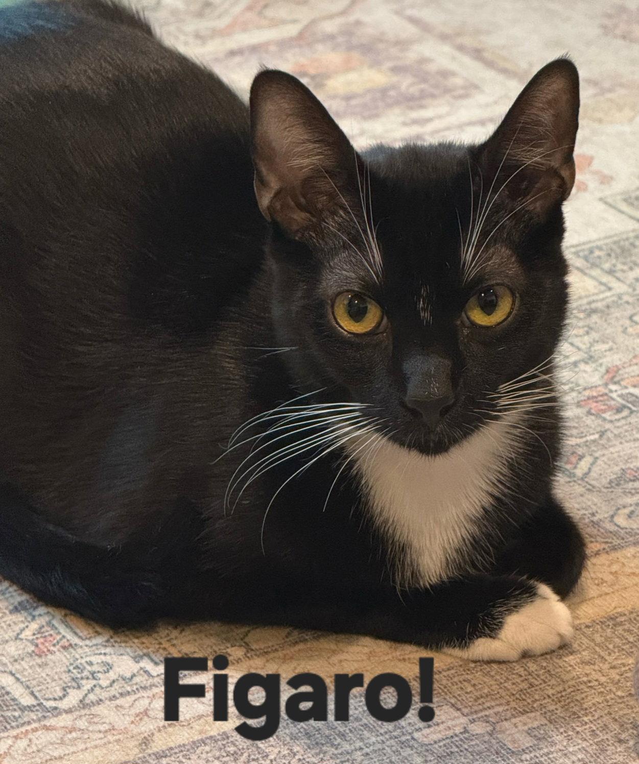 Figaro photo
