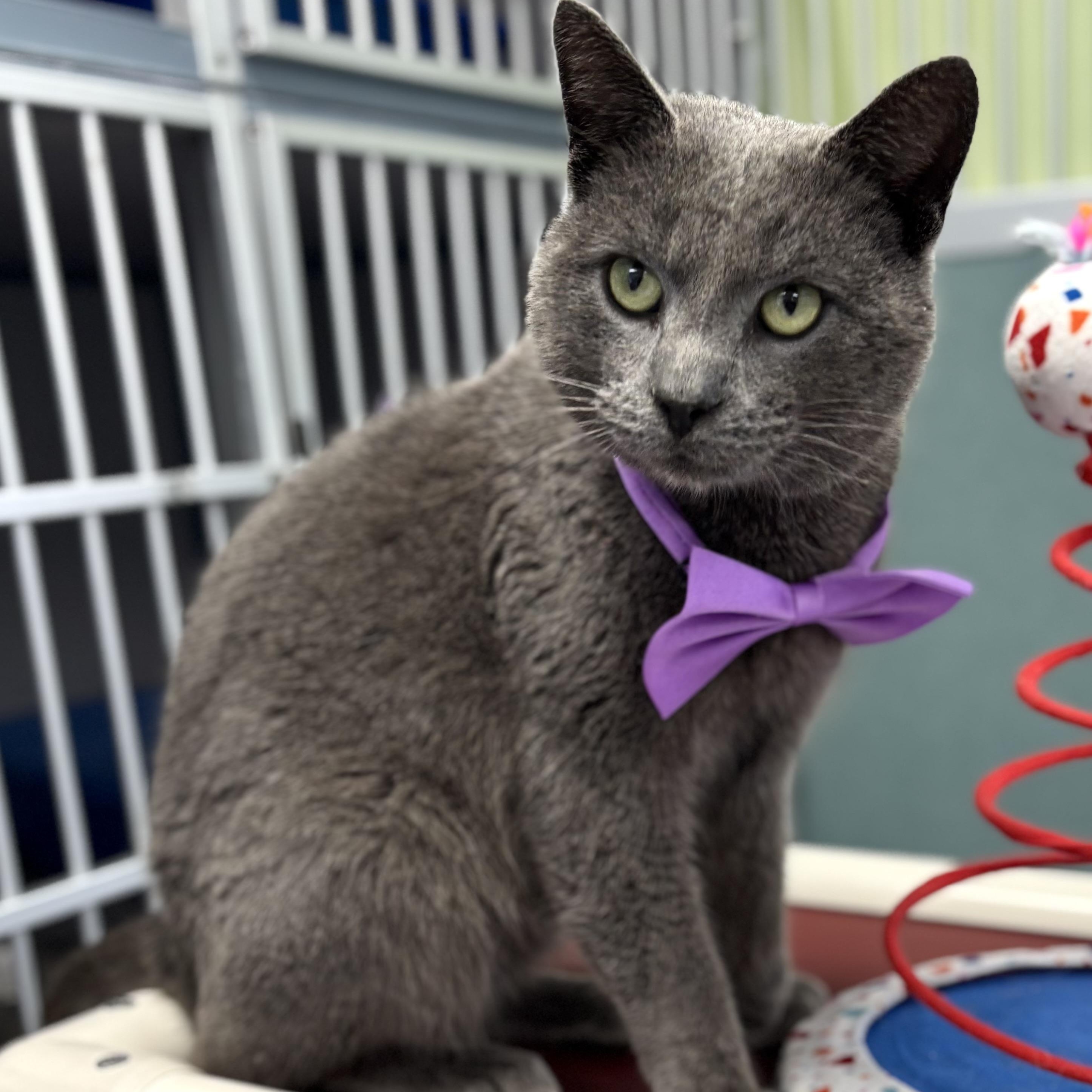 Morley Gray, adopted, Adult Male Russian Blue & Domestic Short Hair.