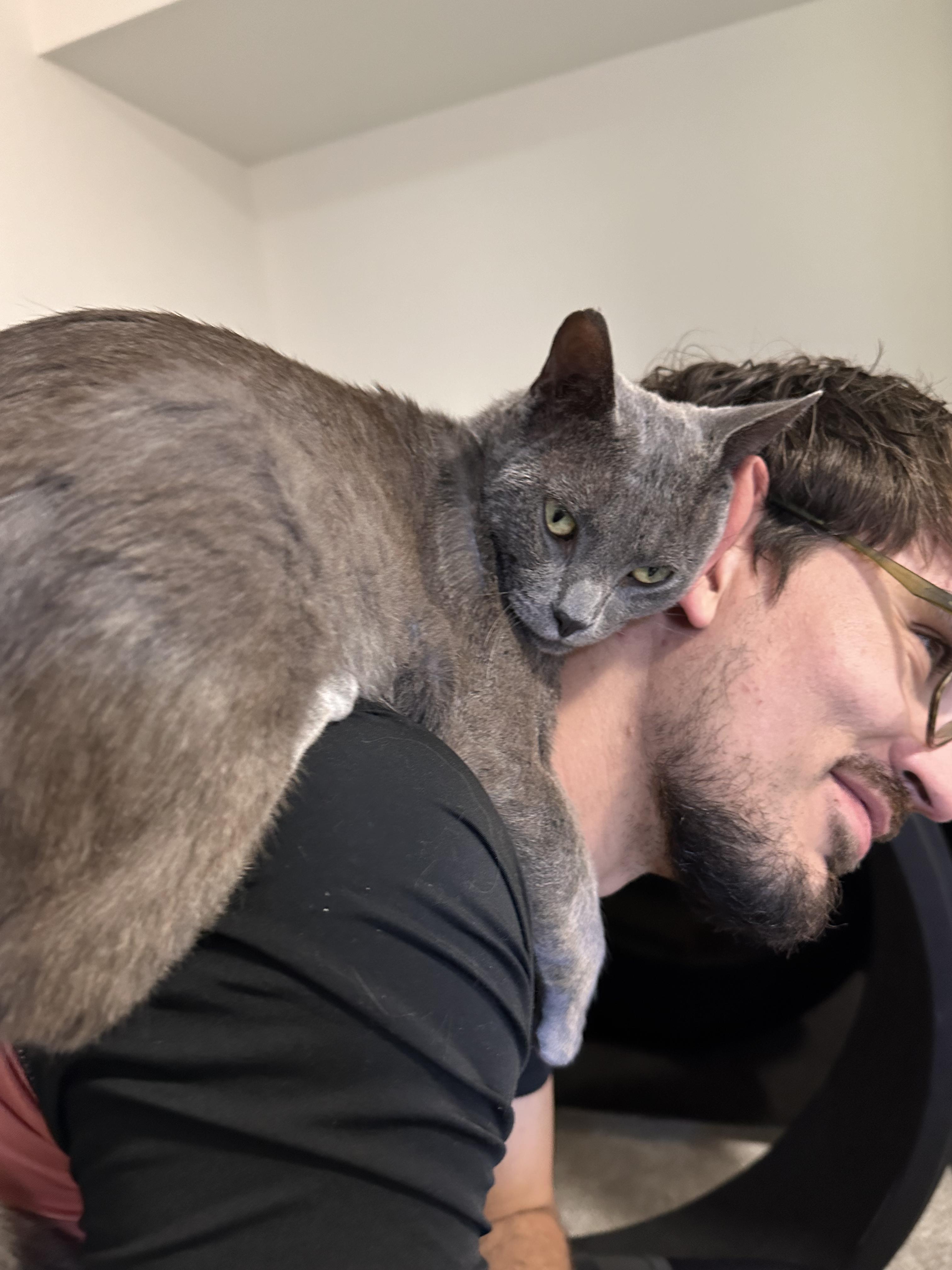 Douglas, a Adopted Domestic Short Hair in Lakewood, CO image 3/6