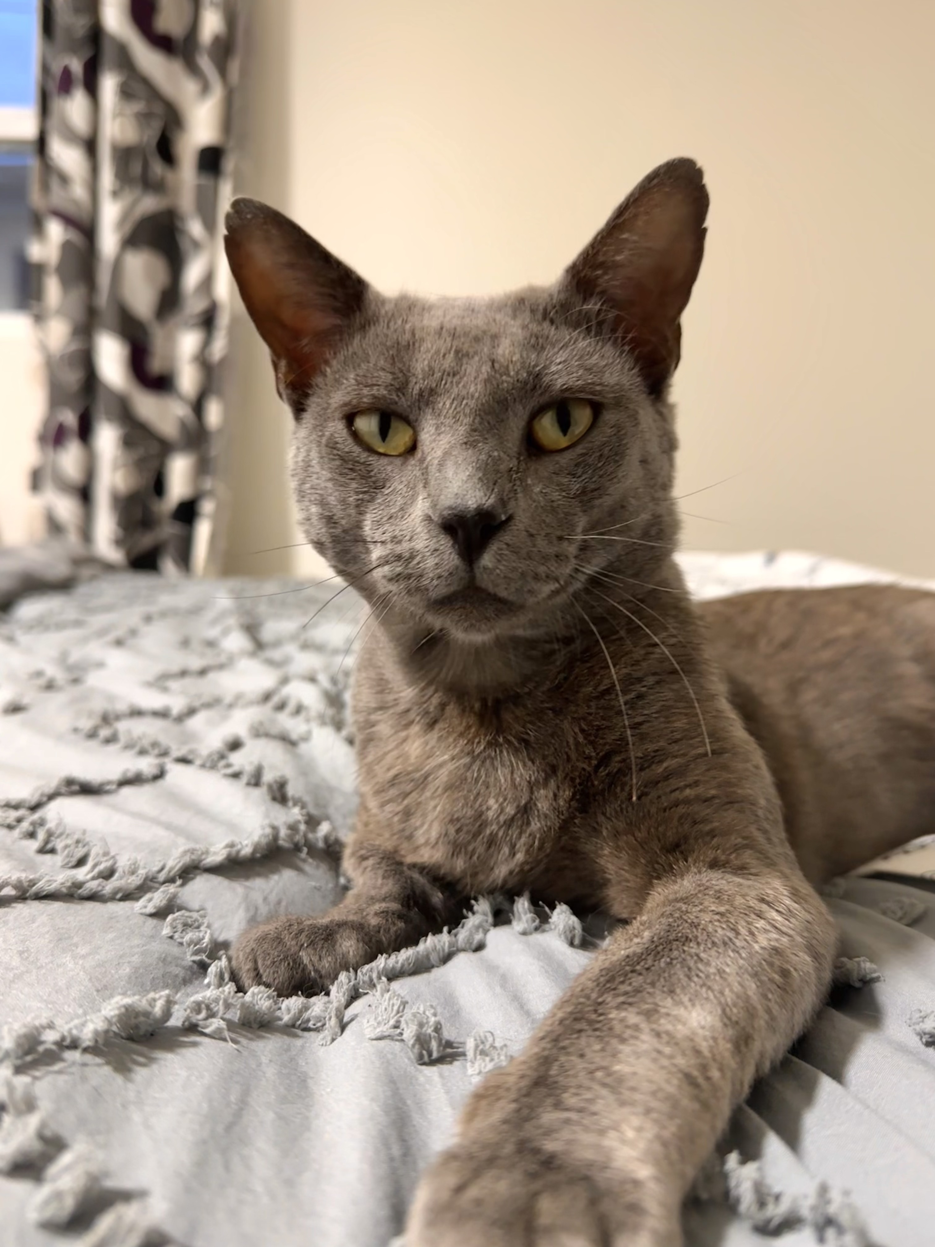 Douglas, Adopted, Adult Male Domestic Short Hair.