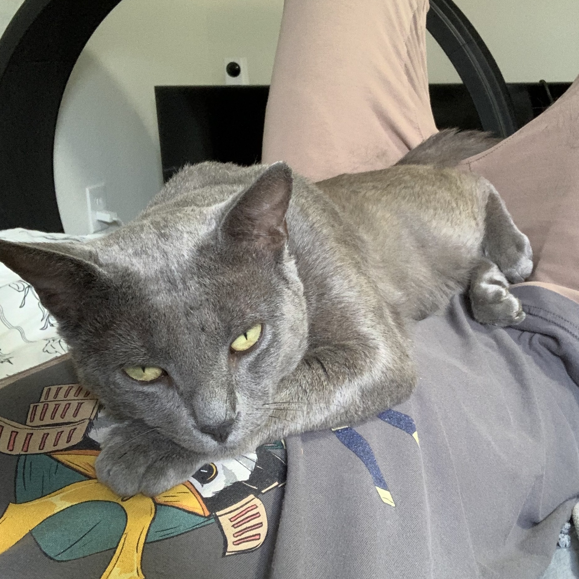 Douglas, a Adopted Domestic Short Hair in Lakewood, CO image 6/6