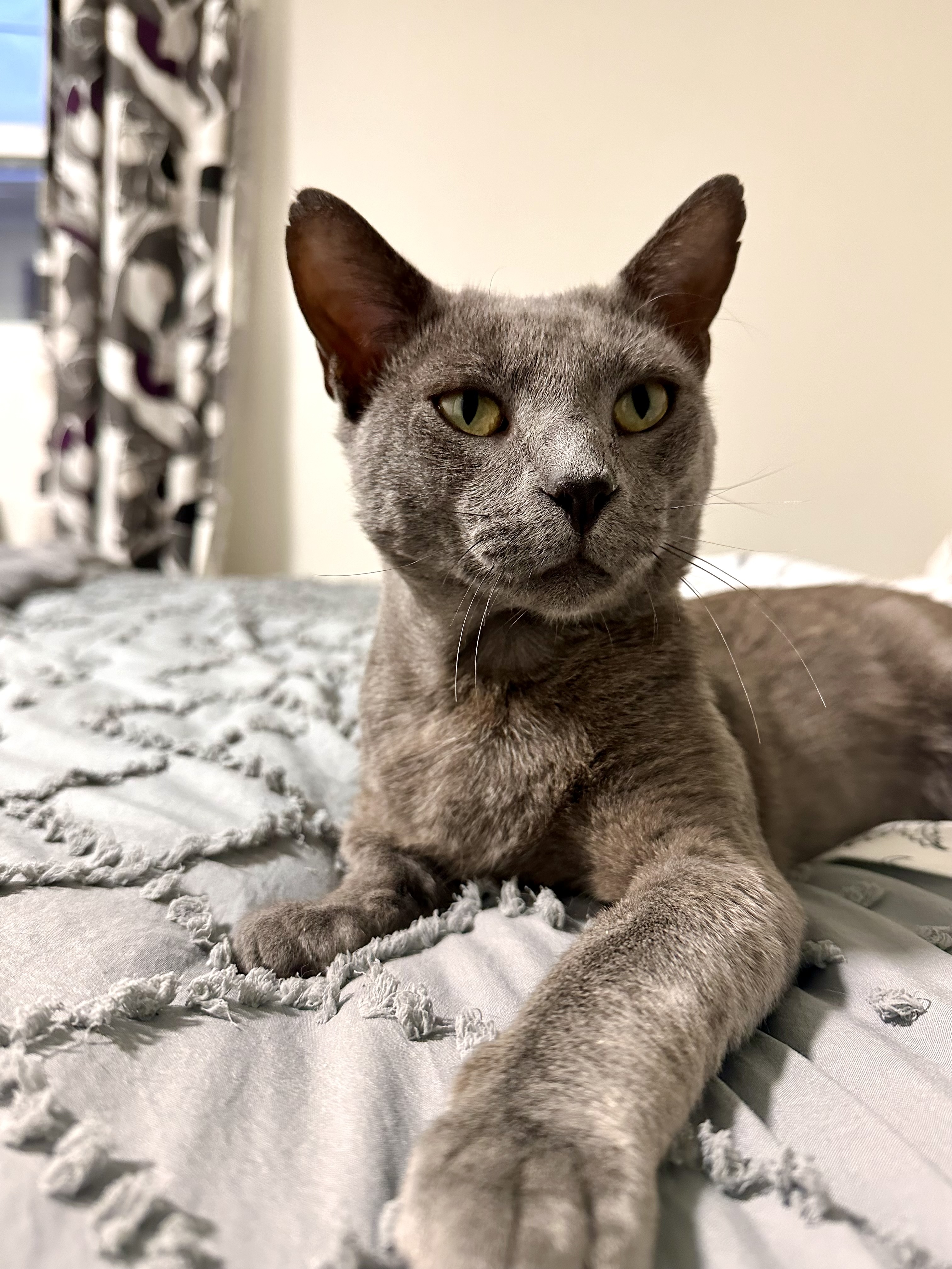 Douglas, a Adopted Domestic Short Hair in Lakewood, CO image 5/6