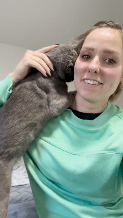 Enlarge Douglas, a Adopted Domestic Short Hair in Lakewood, CO video 4/6