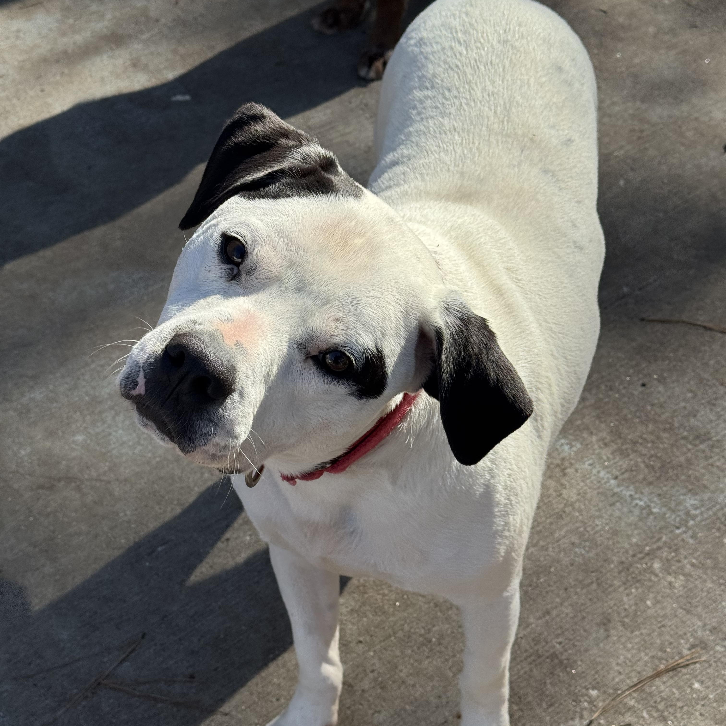 Enlarge Blanco, a Adoptable American Bulldog in Smyrna, GA image 1/6