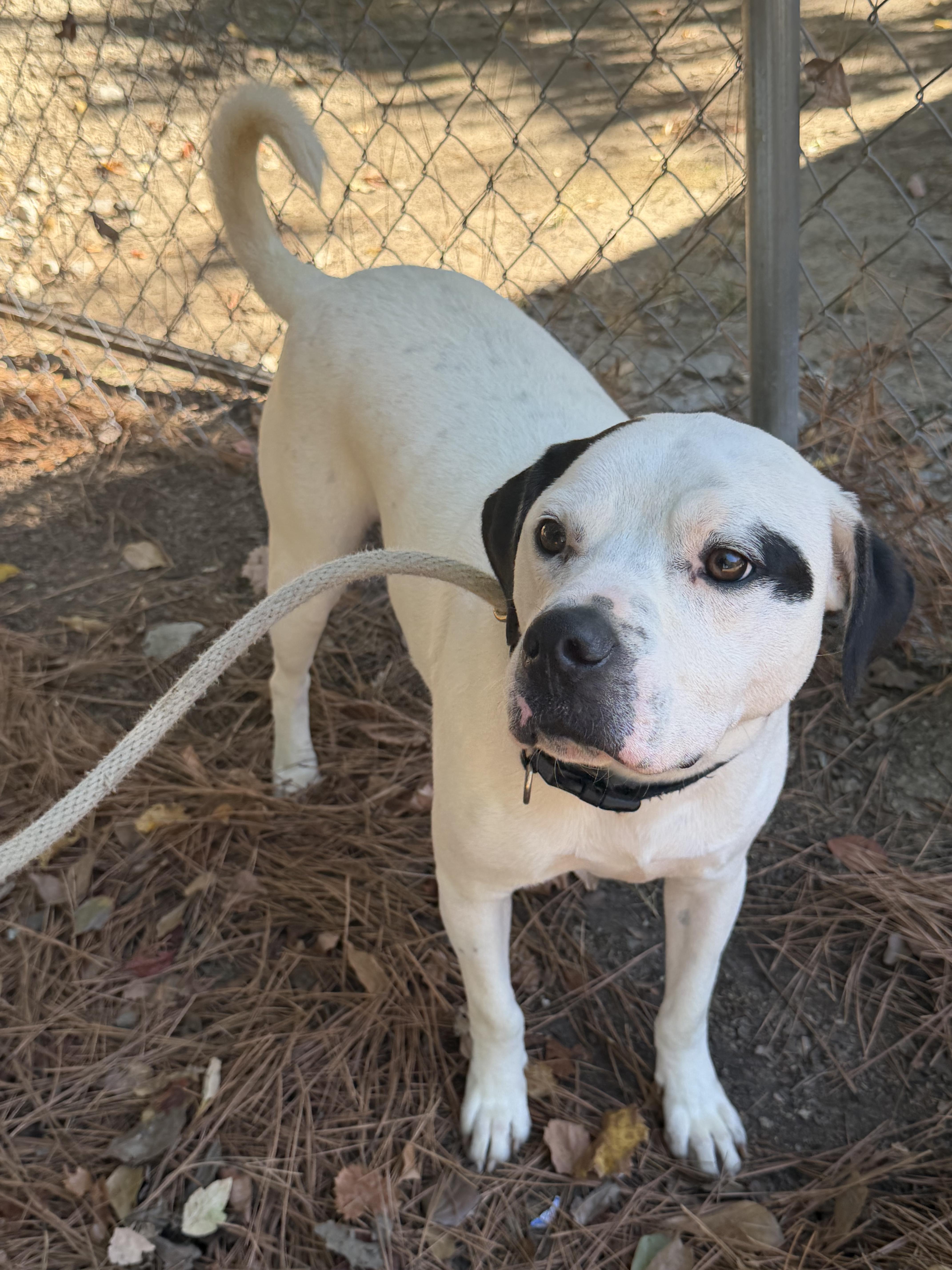Blanco, Adoptable, Young Male American Bulldog.