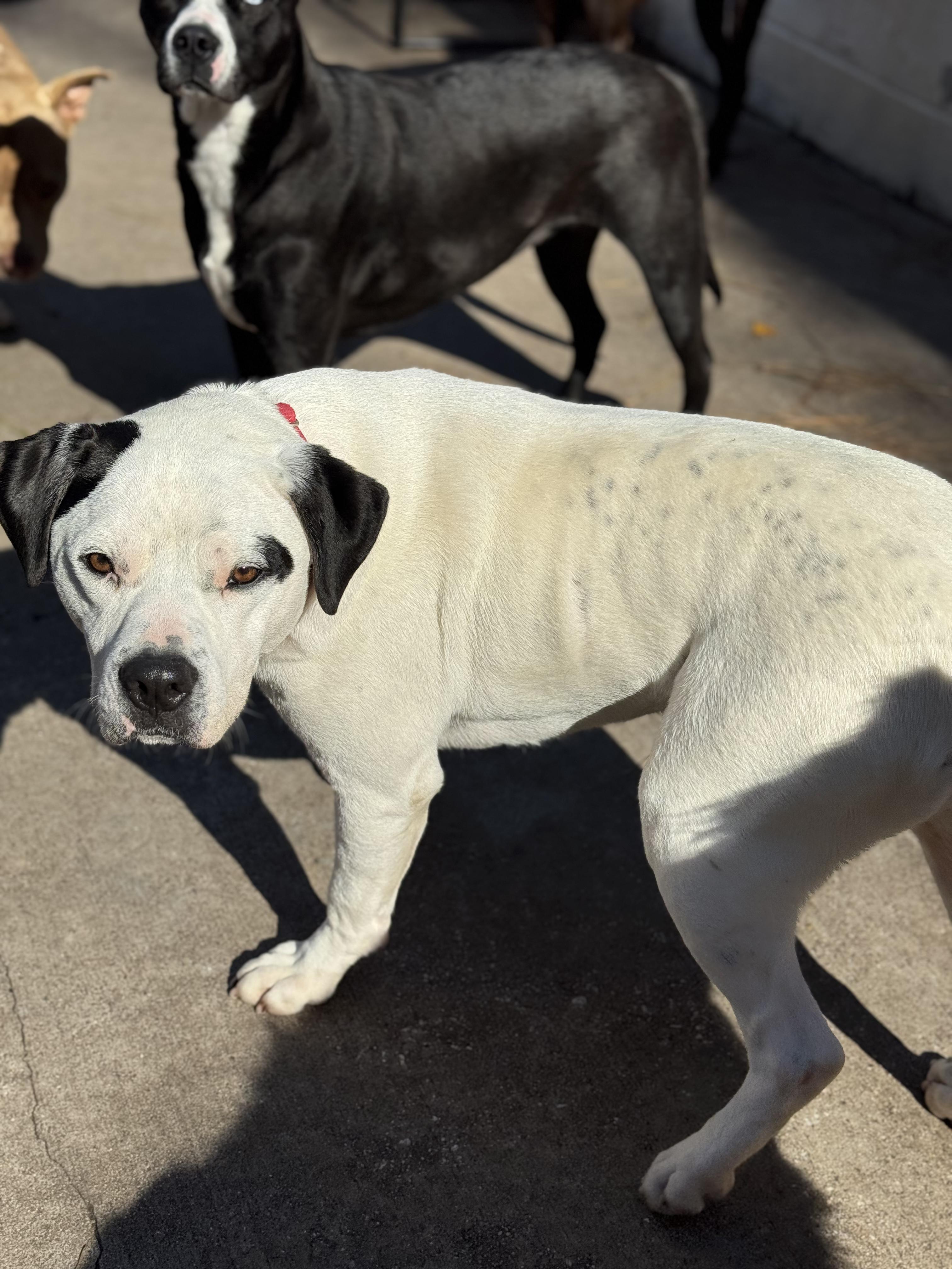 Enlarge Blanco, a Adoptable American Bulldog in Smyrna, GA image 2/6