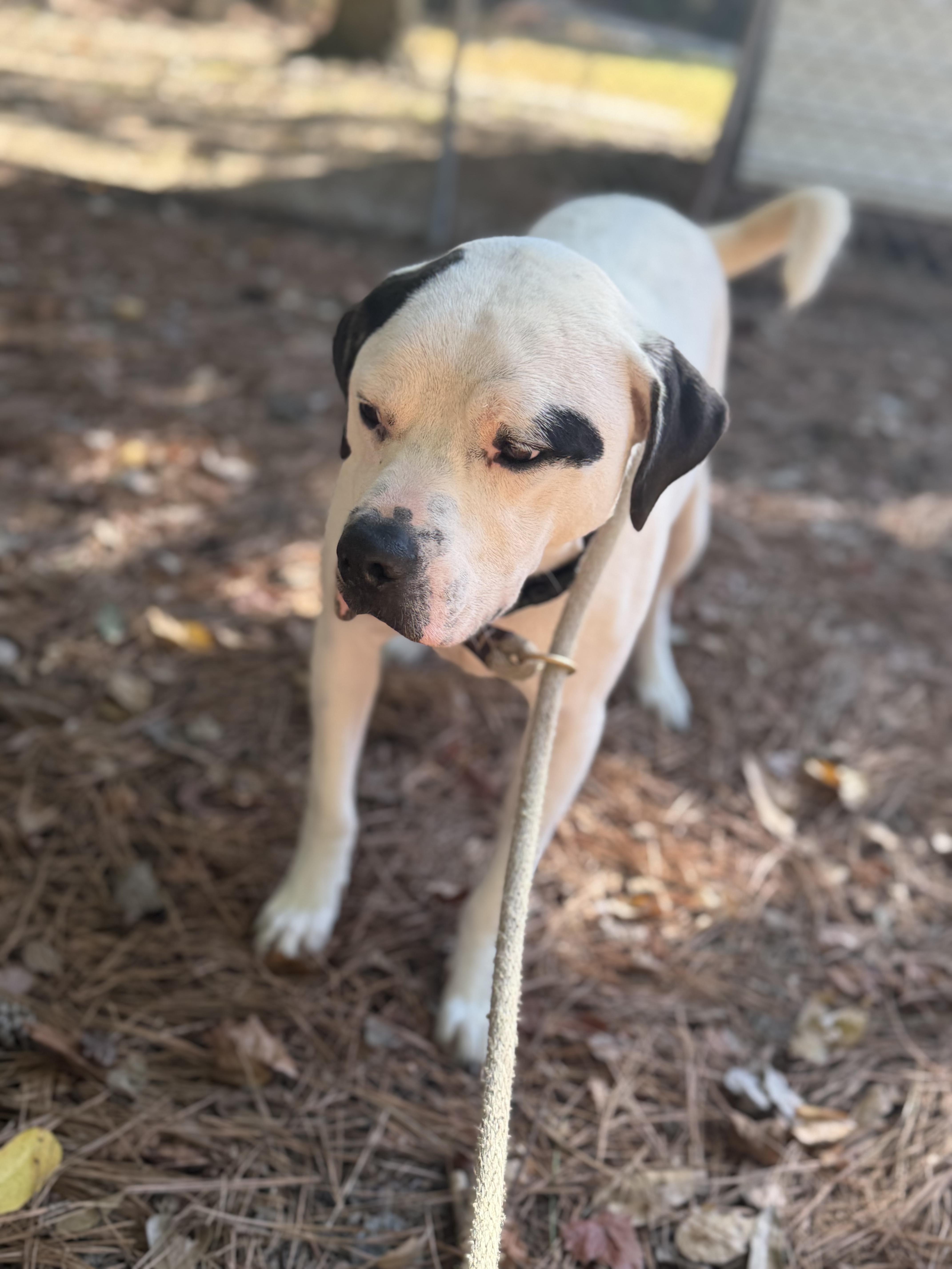 Enlarge Blanco, a Adoptable American Bulldog in Smyrna, GA image 4/6
