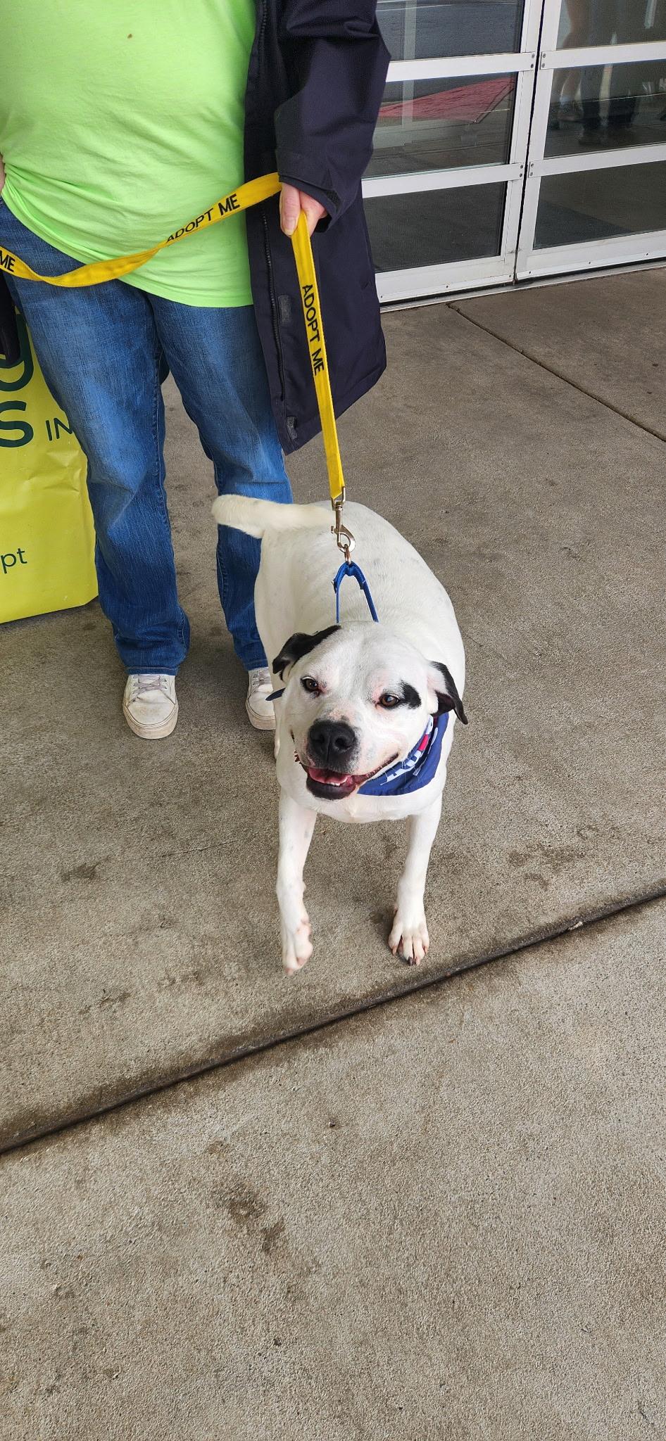 Enlarge Blanco, a Adoptable American Bulldog in Smyrna, GA image 5/6