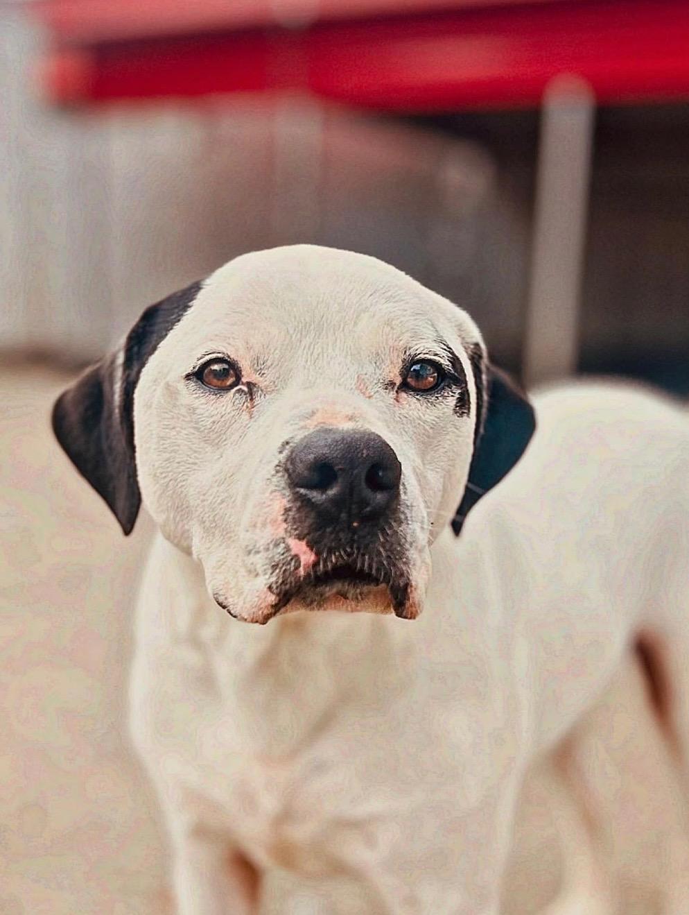 Enlarge Blanco, a Adoptable American Bulldog in Smyrna, GA image 1/6
