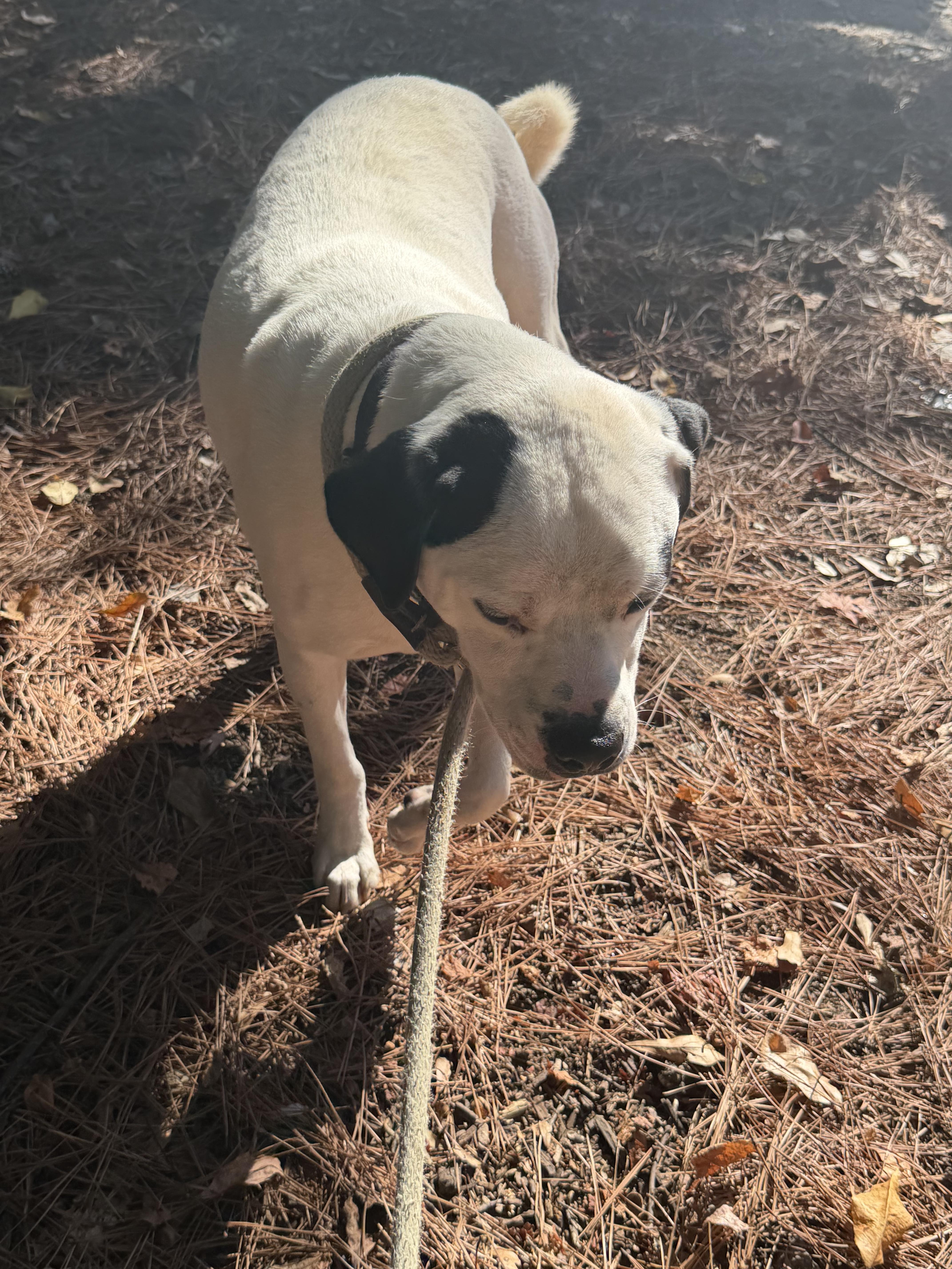 Enlarge Blanco, a Adoptable American Bulldog in Smyrna, GA image 5/6