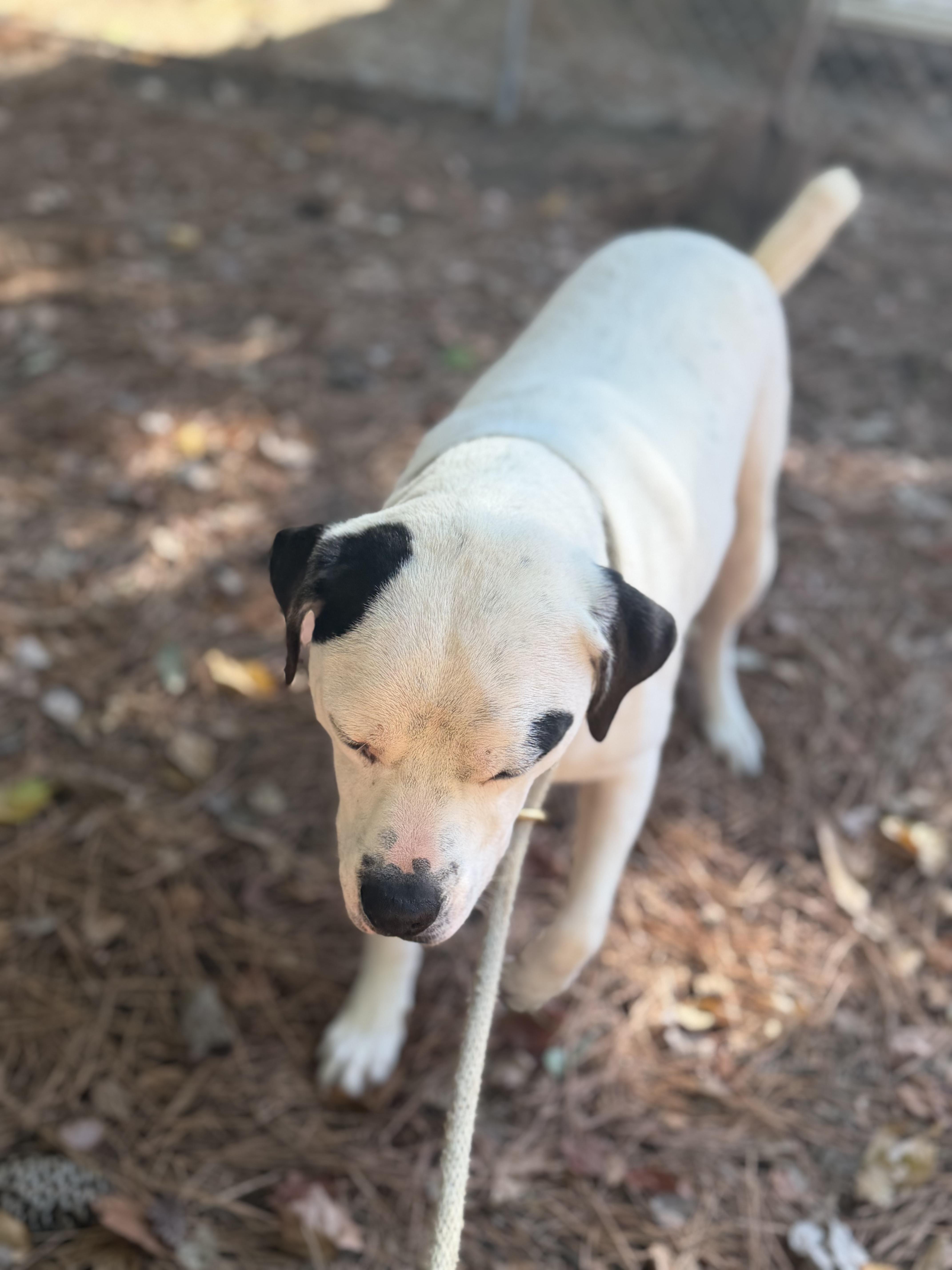 Enlarge Blanco, a Adoptable American Bulldog in Smyrna, GA image 6/6