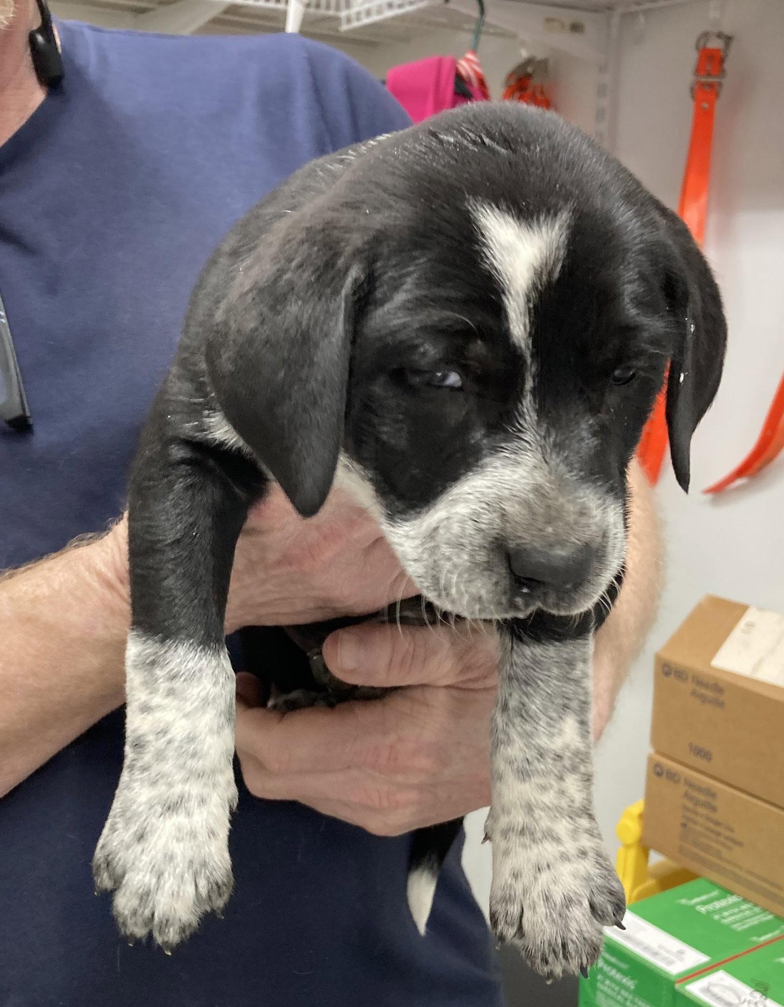 Doc, Adopted, Puppy Male Labrador Retriever.