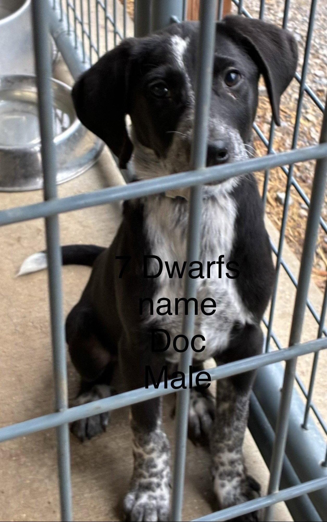 Doc, a Adopted Labrador Retriever in Evergreen, CO image 2/3