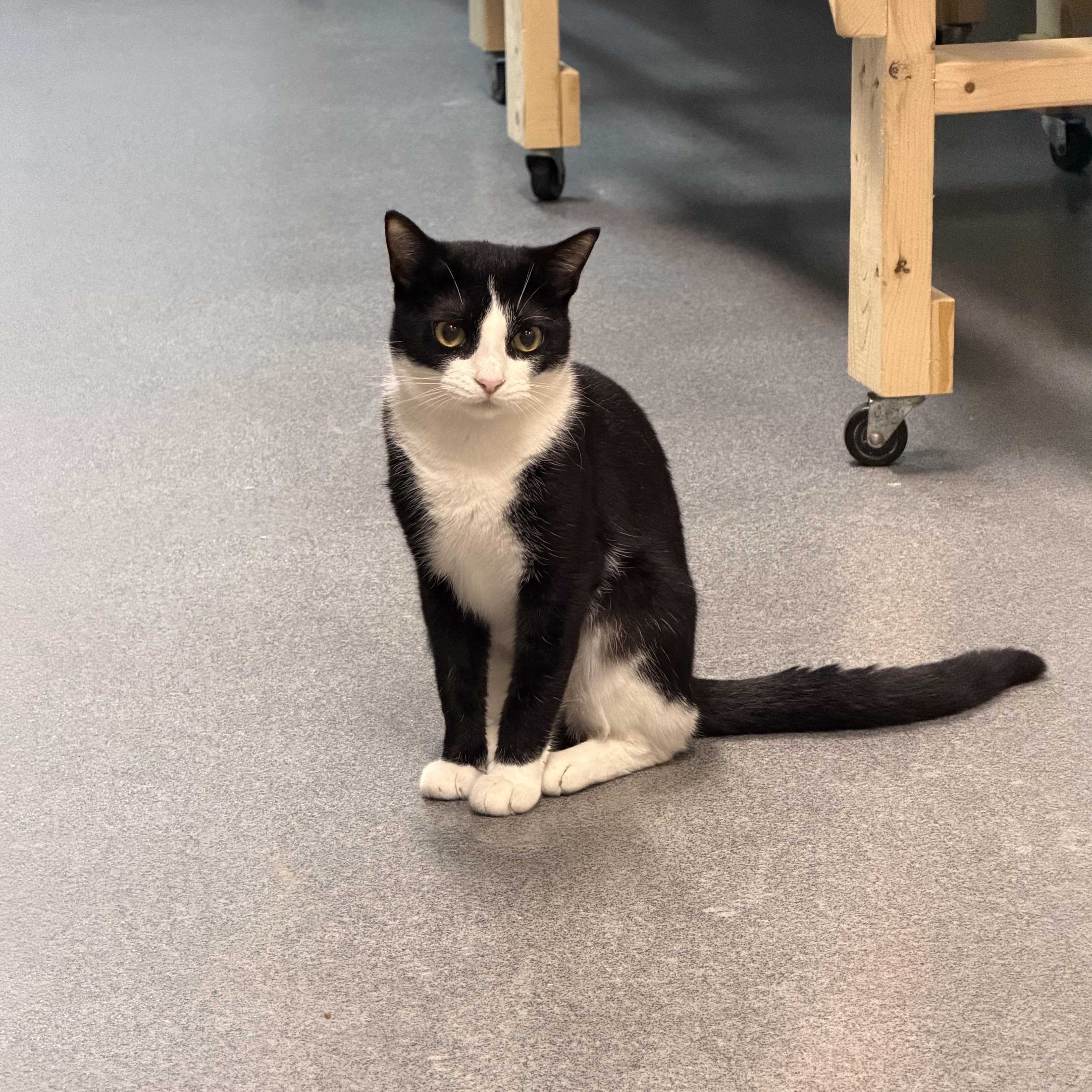 Enlarge S'mores, a Adoptable Domestic Short Hair in Chisholm, MN image 1/3