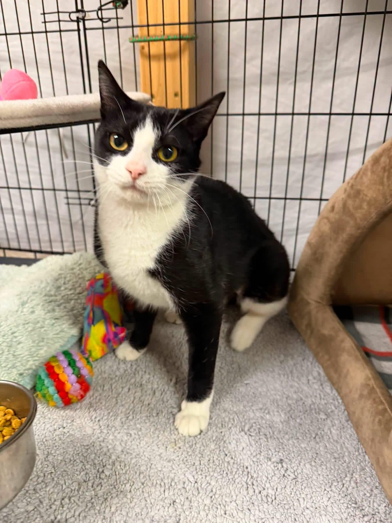 S'mores, a ADOPTABLE Domestic Short Hair in Chisholm, MN image 1/2